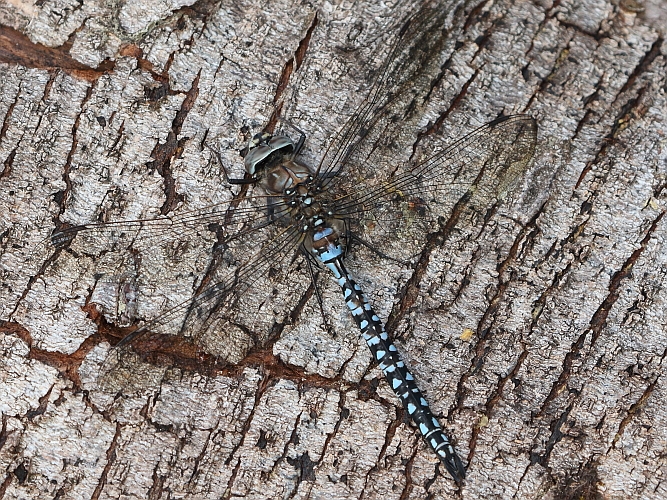 Aeshna caerulea (Azure Hawker) male 6.JPG